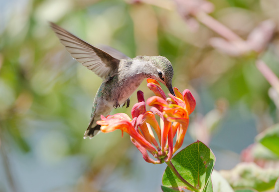 Annas Hummingbird feeding on Honeysuckle Flowers